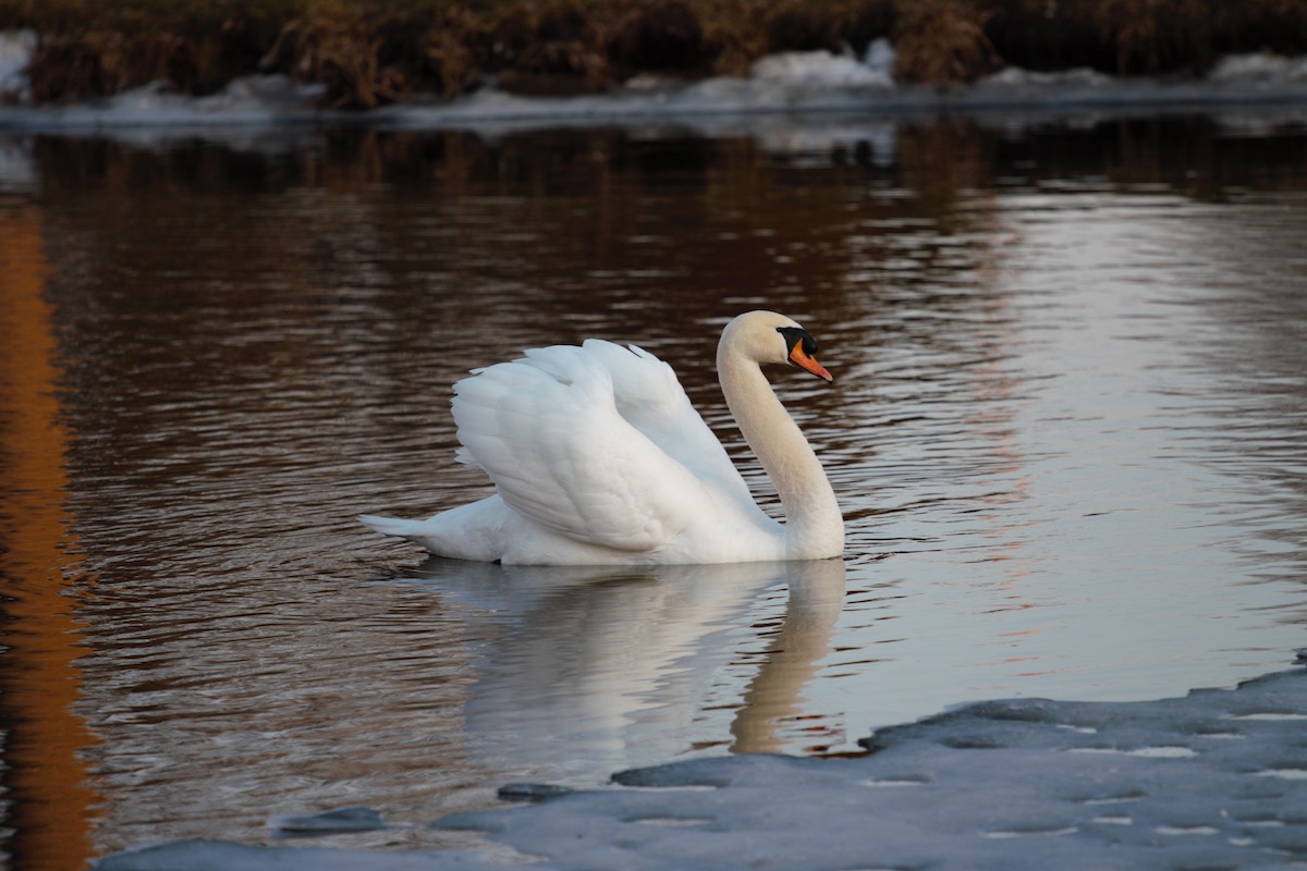 Mute Swan - ML165210891