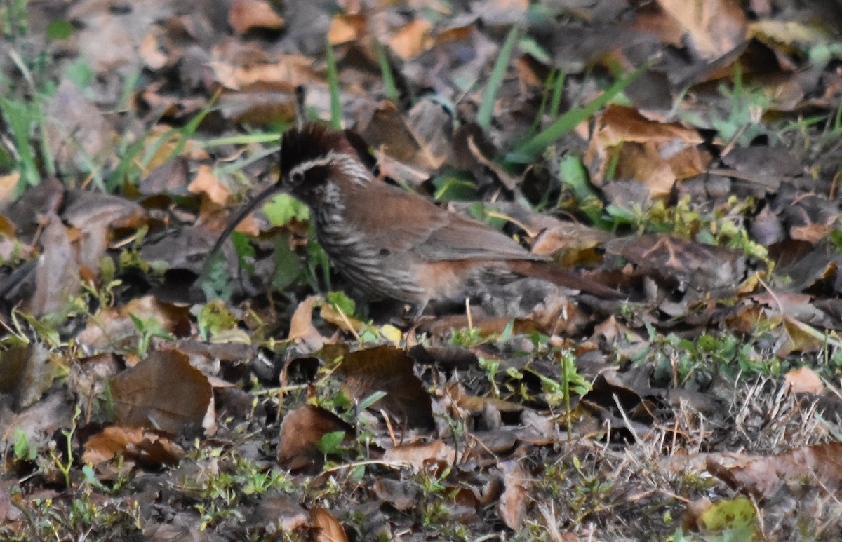 Scimitar-billed Woodcreeper - ML165211141