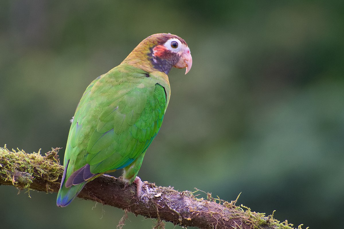 Brown-hooded Parrot - Christopher Becerra