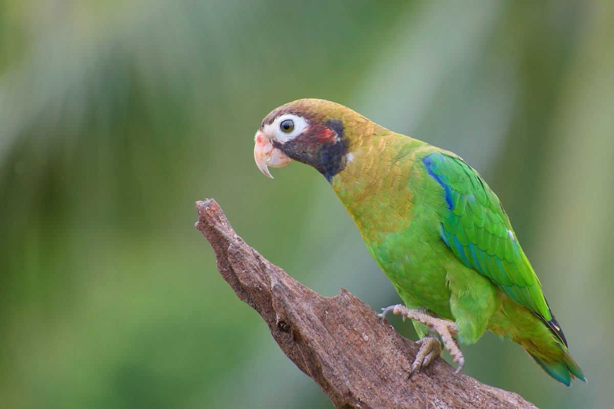 Brown-hooded Parrot - Christopher Becerra