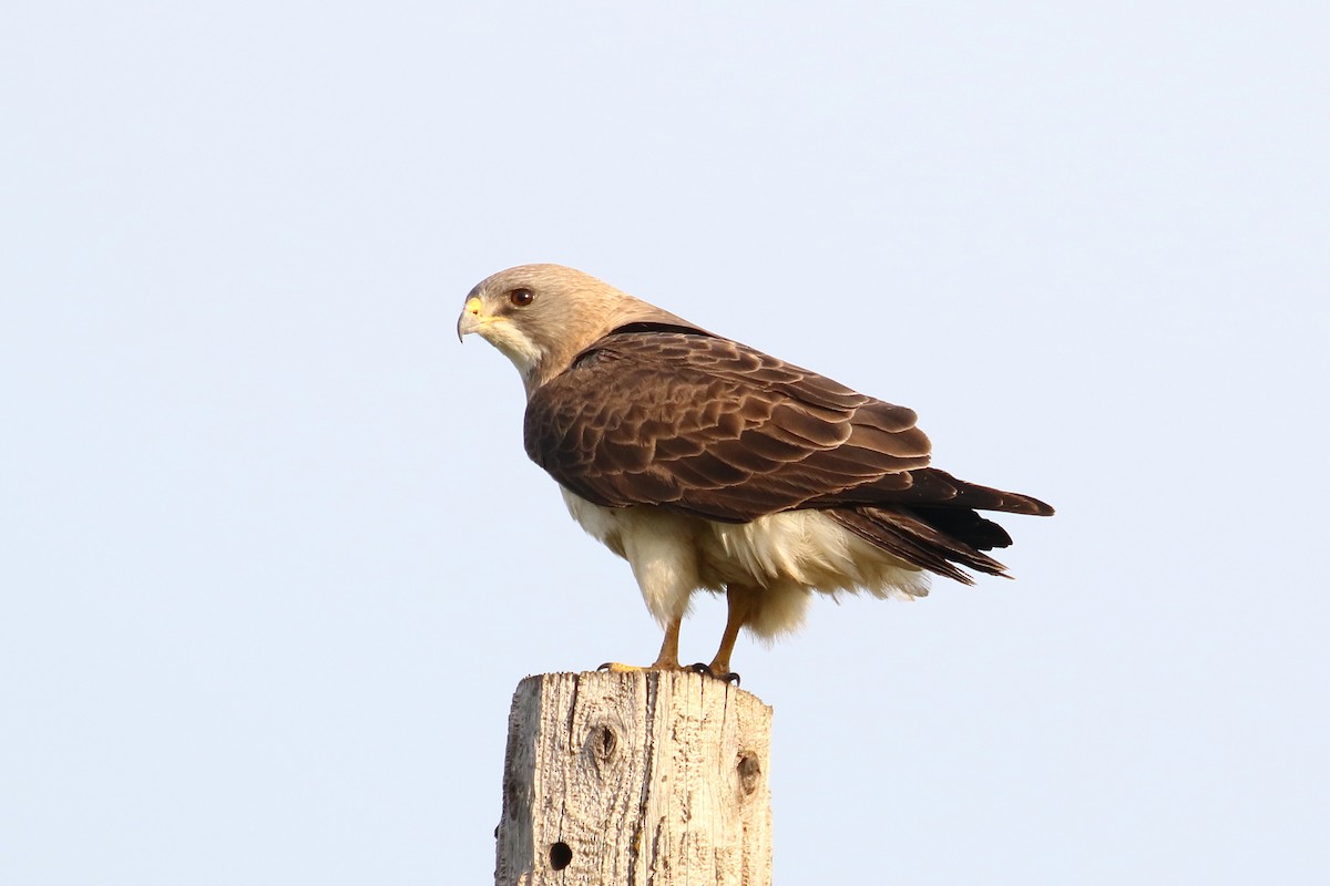 Swainson's Hawk - ML165213081