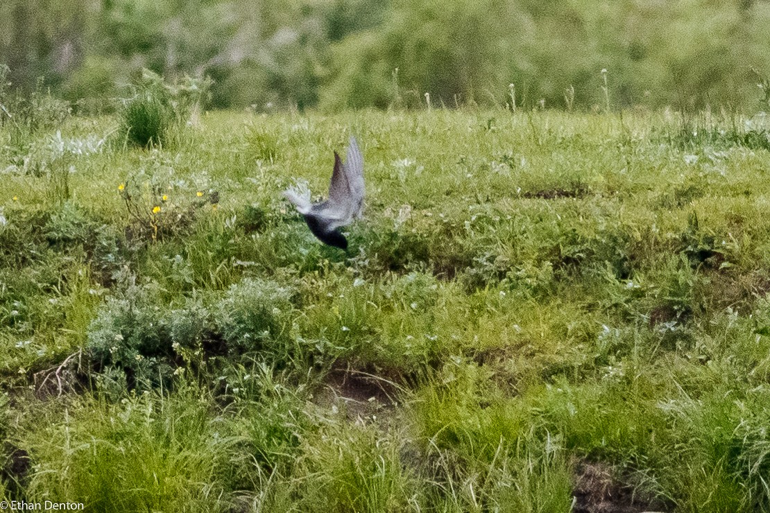 Black Tern - ML165213721