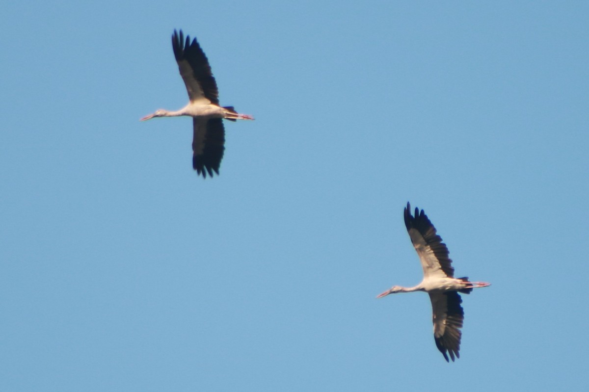 Asian Openbill - ML165214501