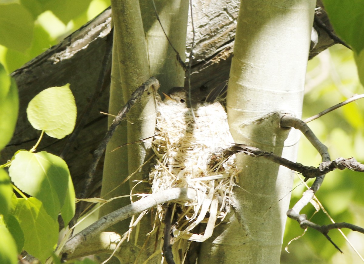 Willow Flycatcher - ML165214841