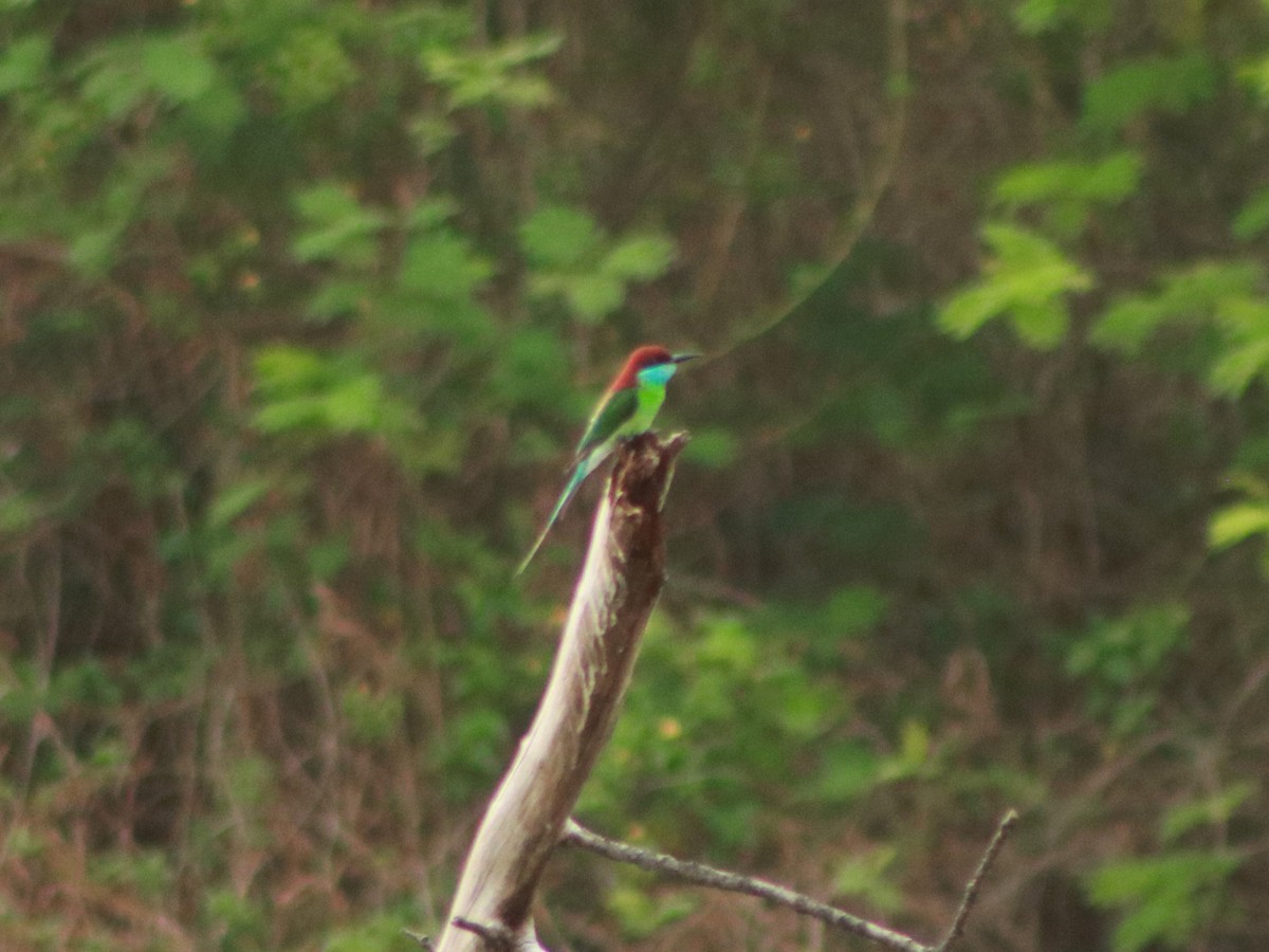 Abejaruco Gorjiazul - ML165215211