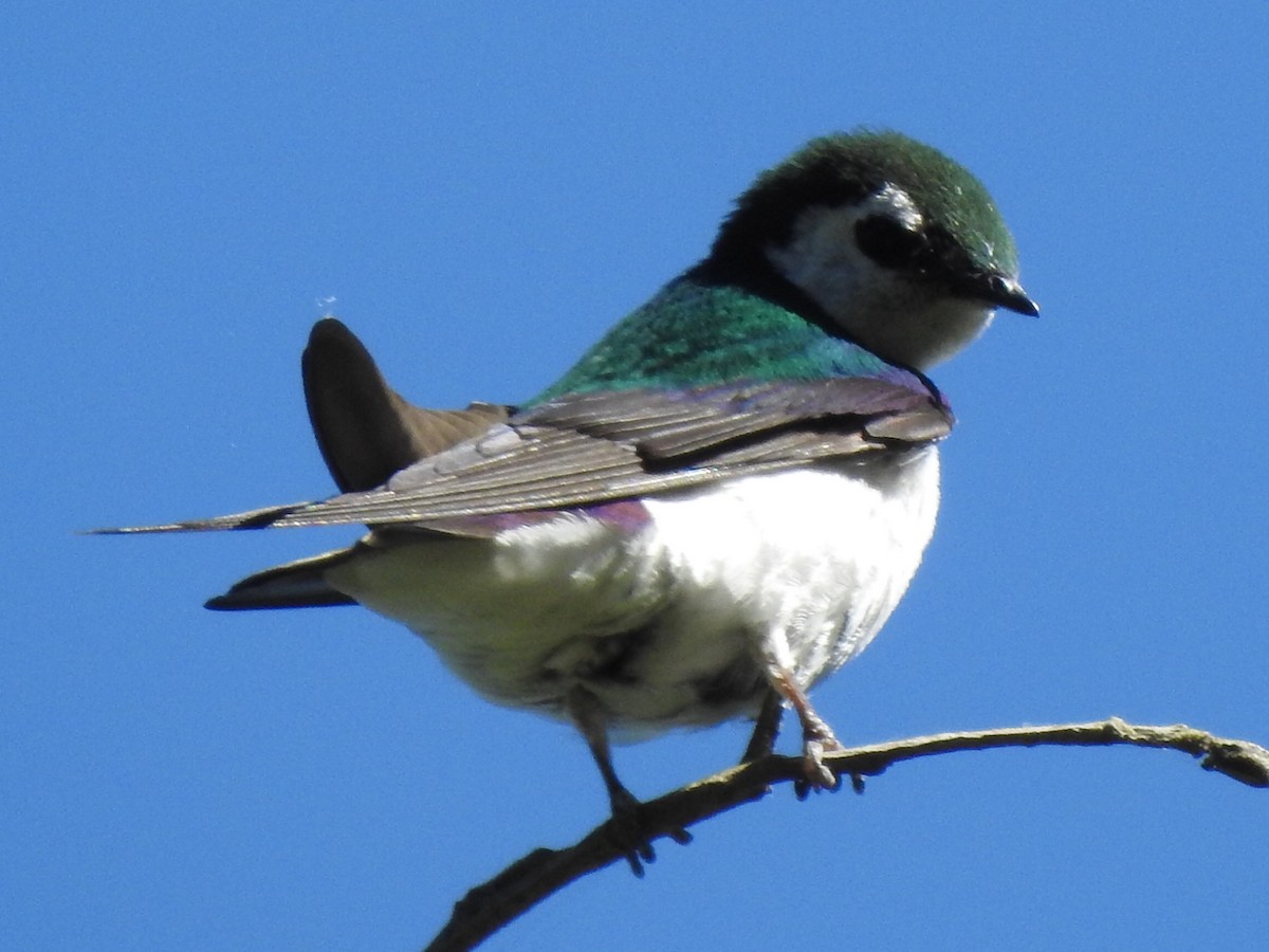 Violet-green Swallow - MIck Griffin