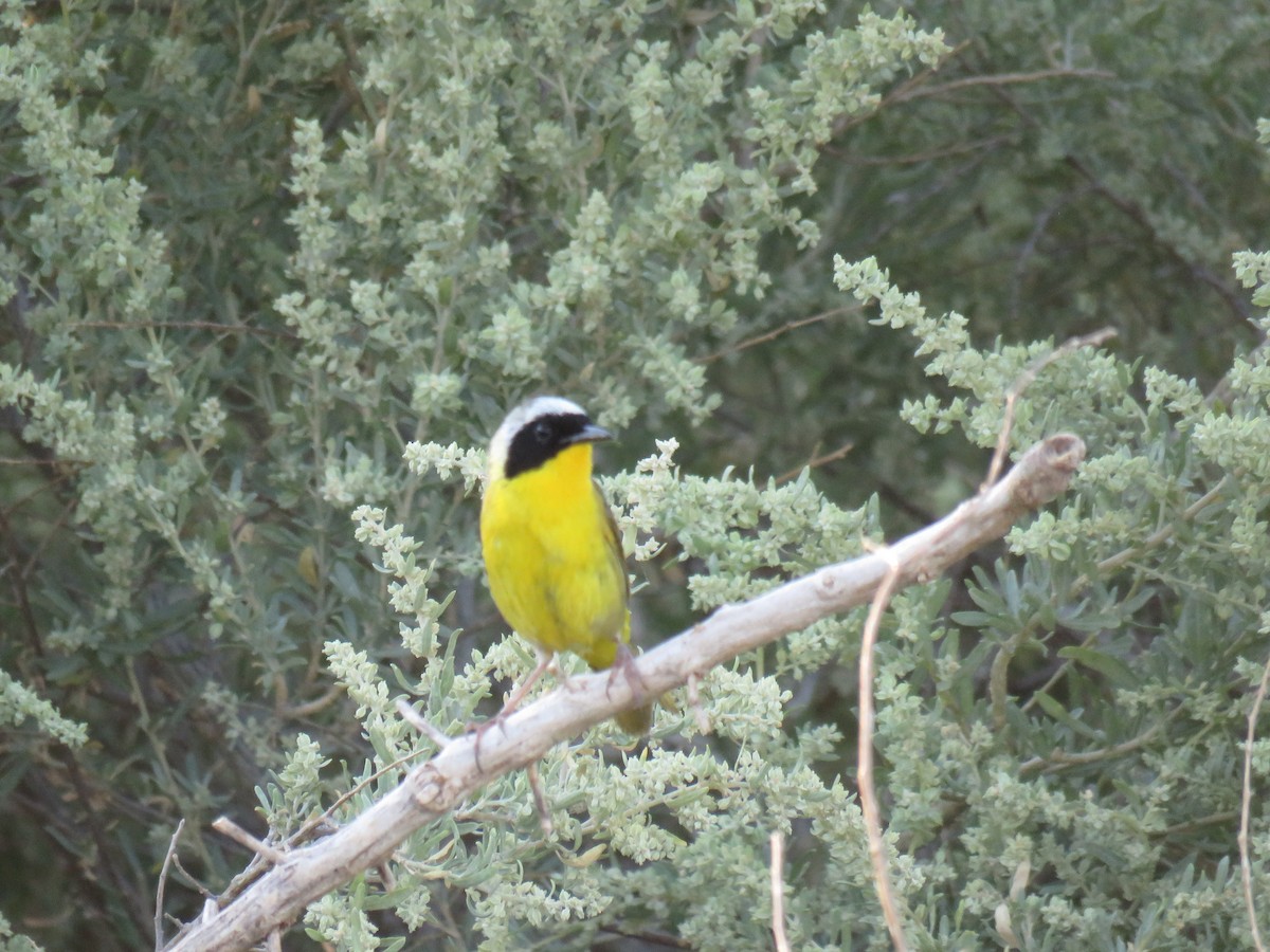 Common Yellowthroat - ML165218511