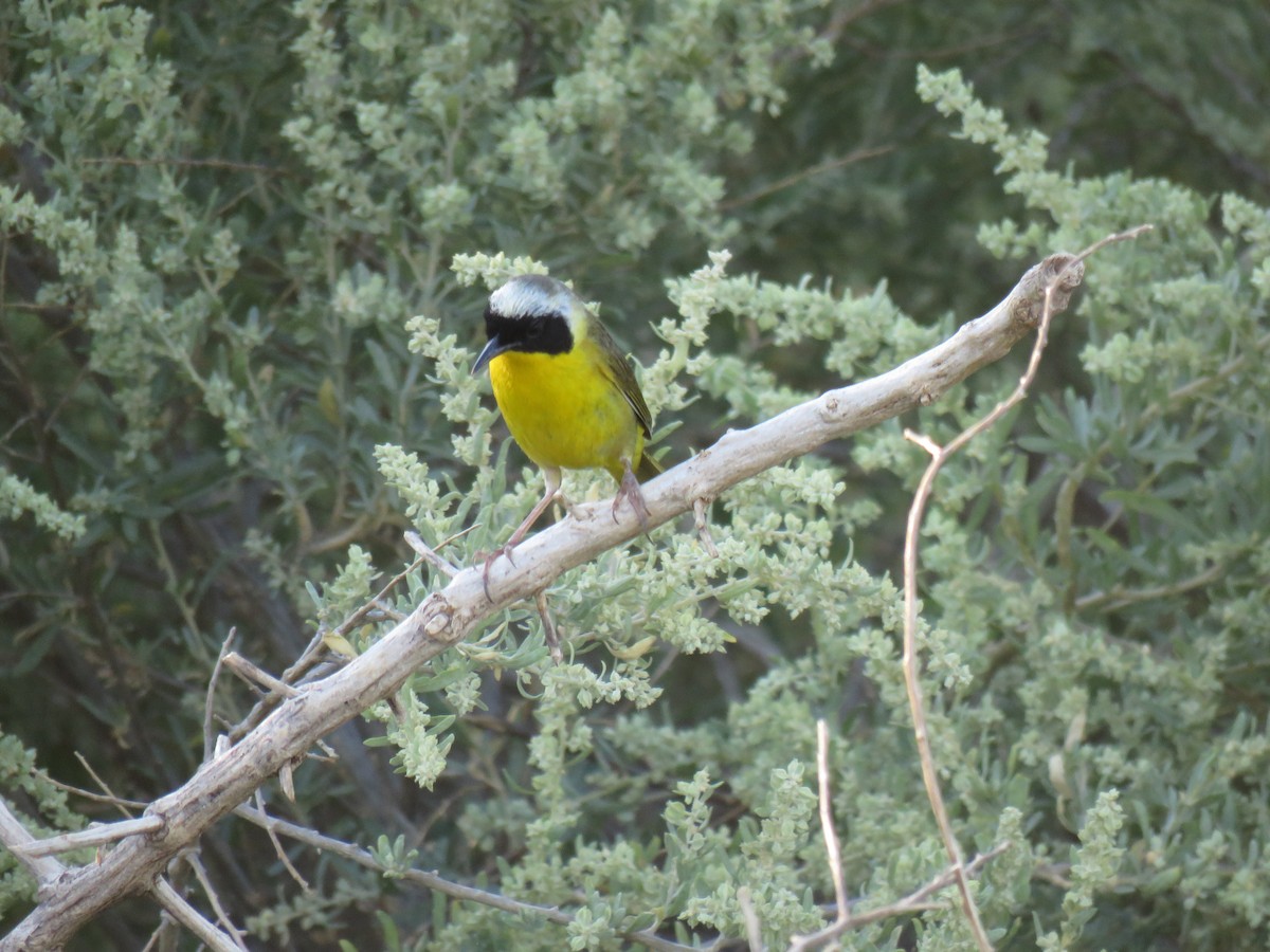 Common Yellowthroat - ML165218521