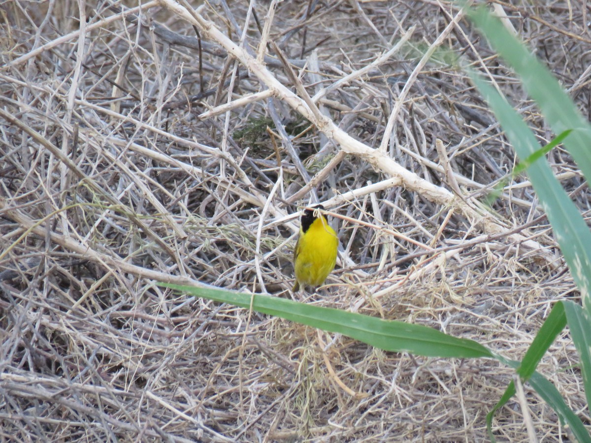 Common Yellowthroat - ML165218681