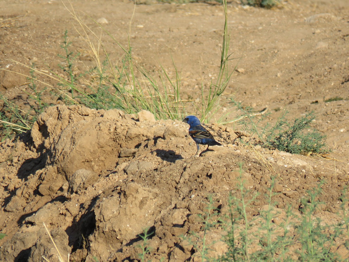 Guiraca bleu - ML165218731