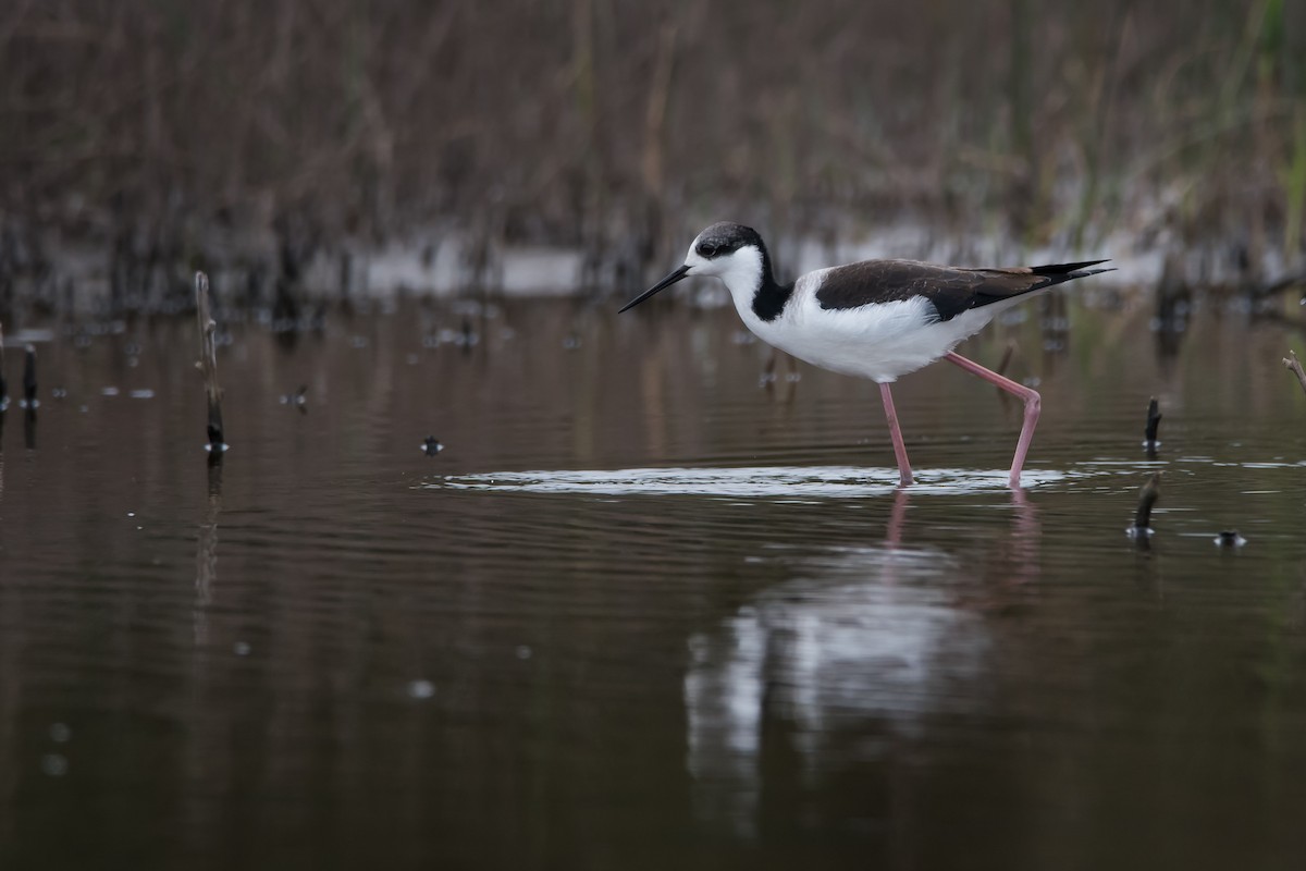 Black-necked Stilt - ML165219491