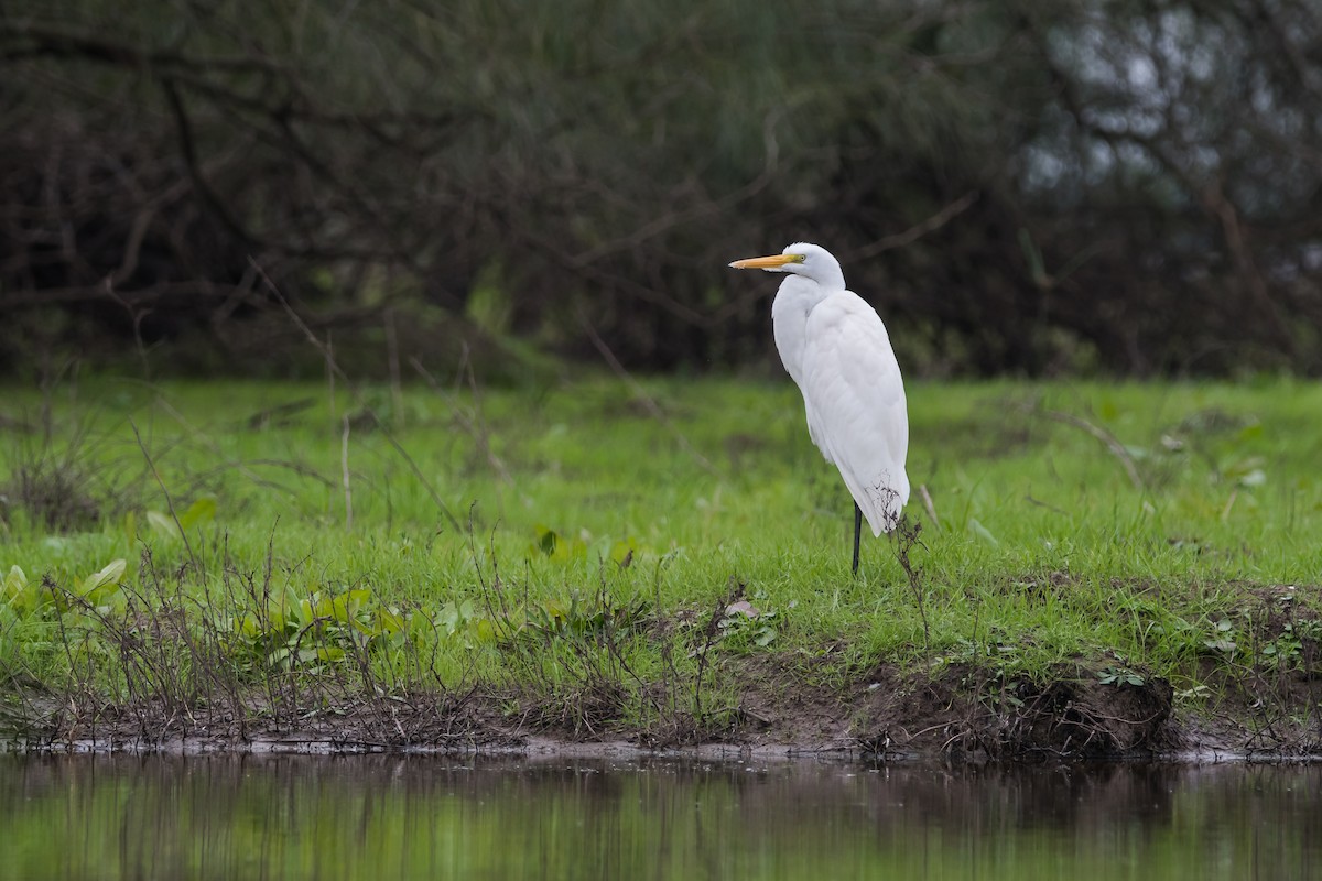 Great Egret - ML165219621