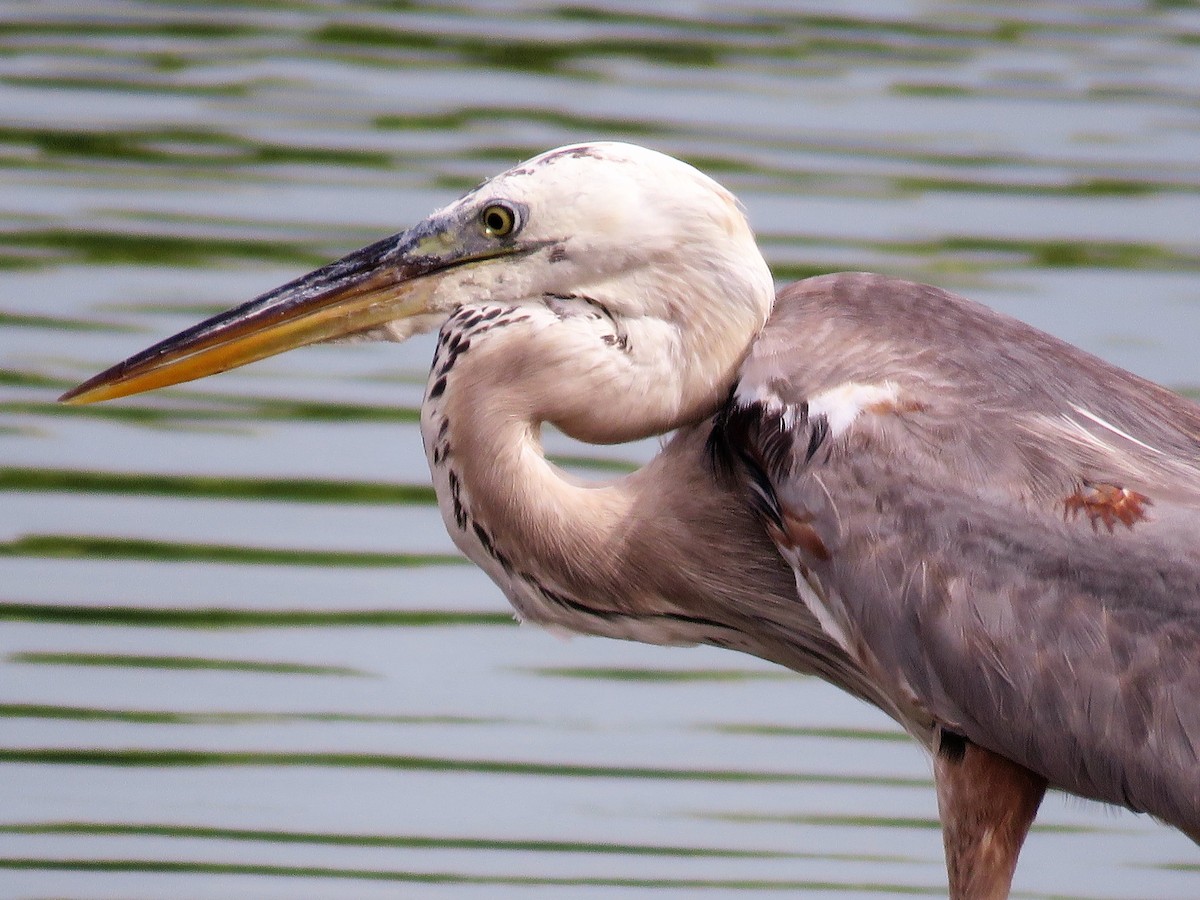 Great Blue Heron - ML165222821