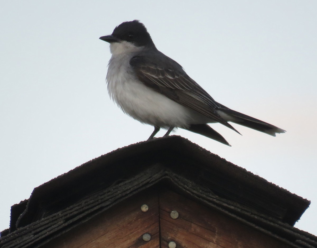 Eastern Kingbird - Tyler Groo