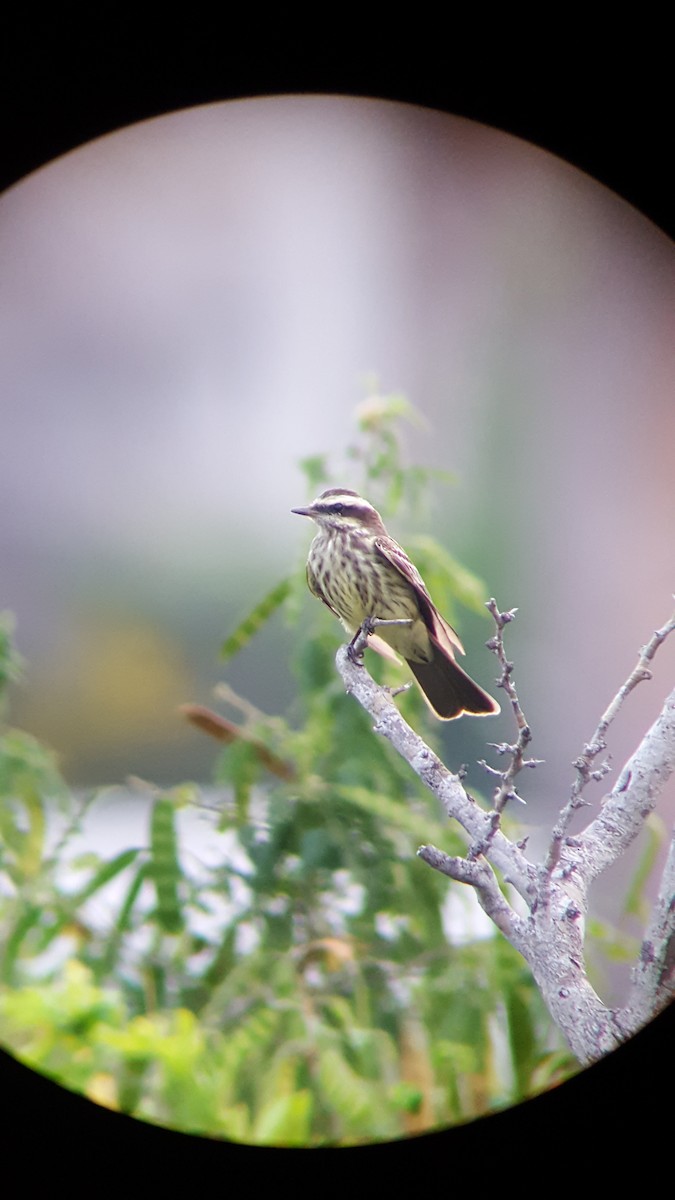 Variegated Flycatcher - ML165223701