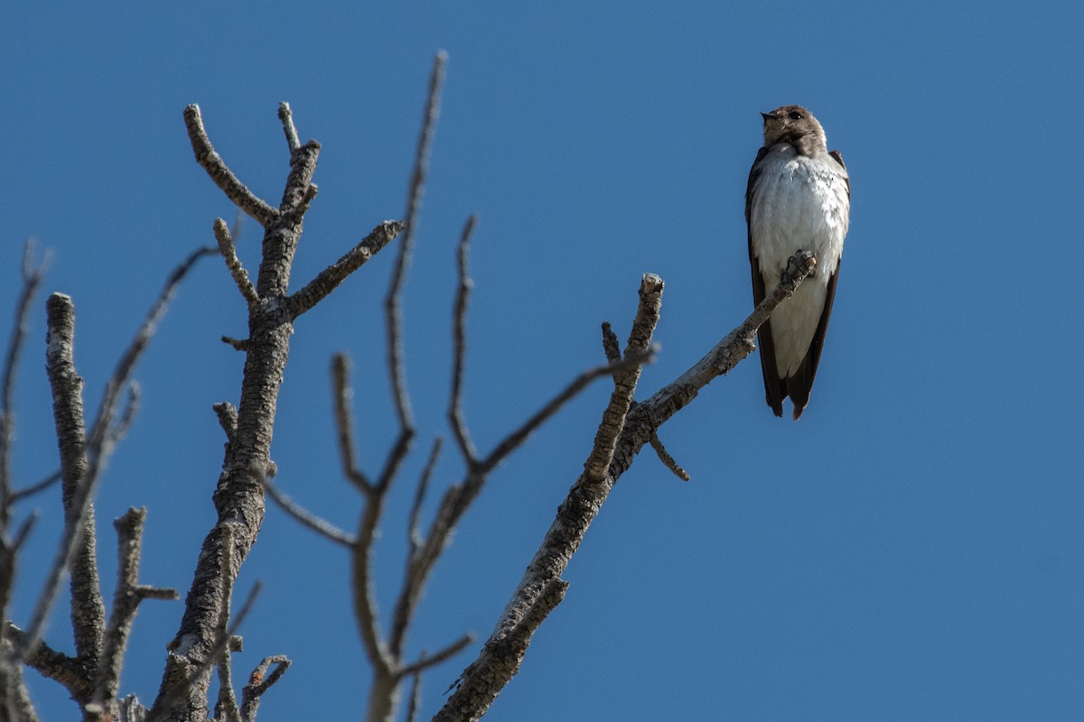Northern Rough-winged Swallow - ML165223951