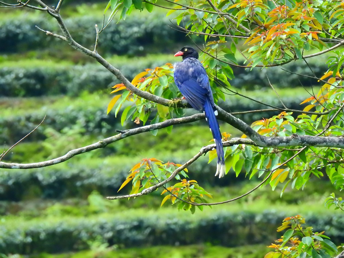 Taiwan Blue-Magpie - ML165224691