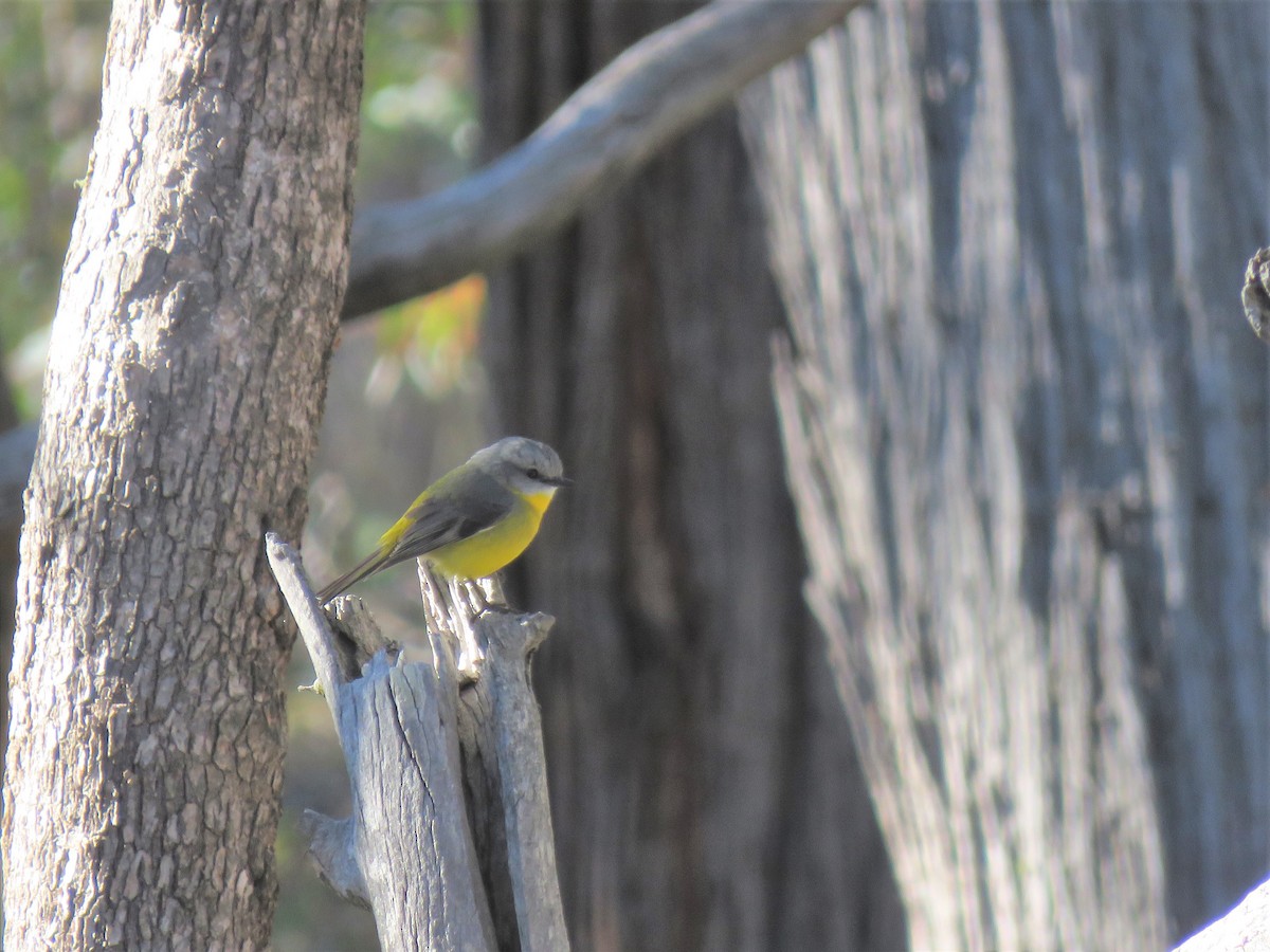 Eastern Yellow Robin - ML165225041