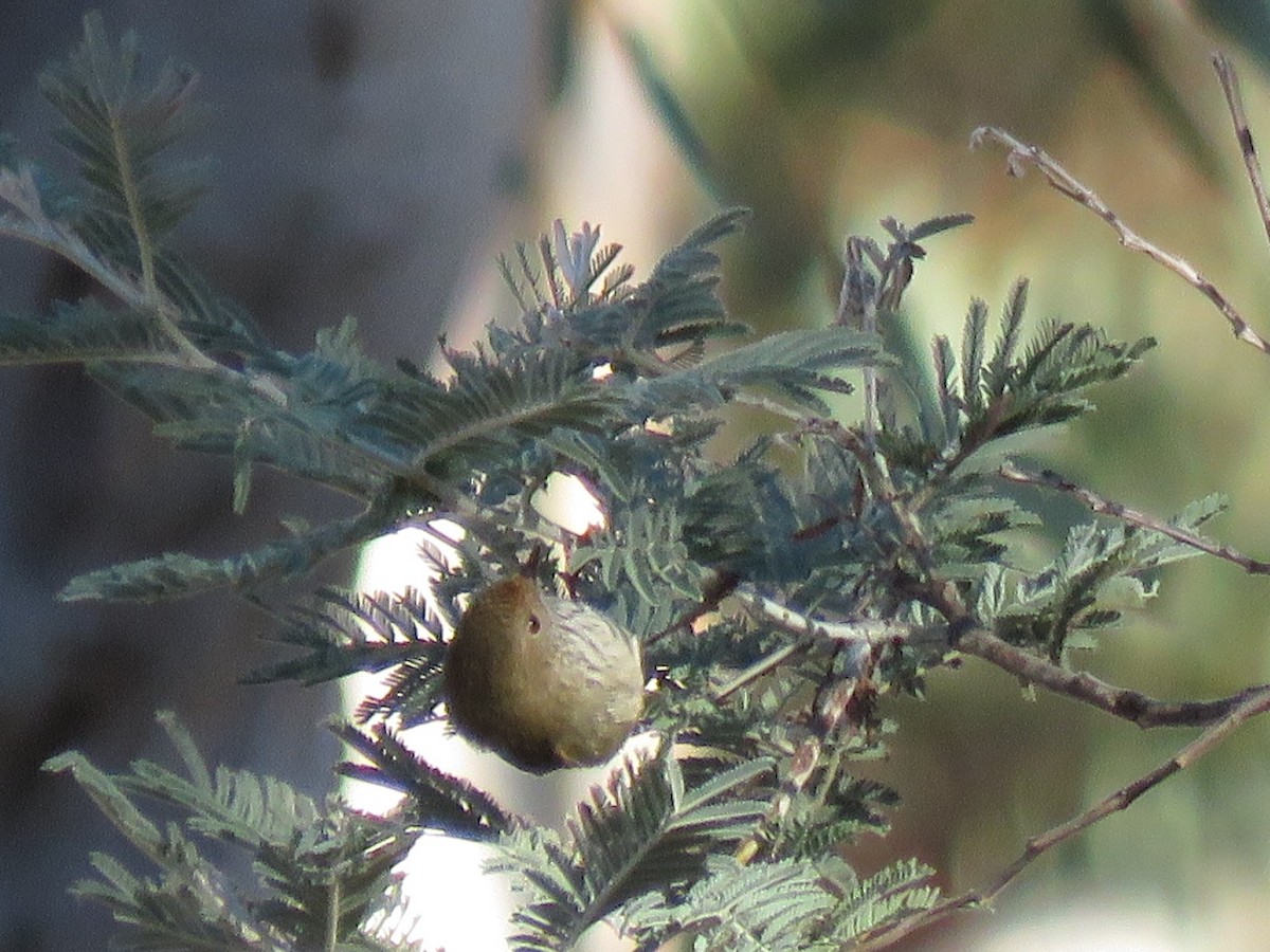 Brown Thornbill - ML165225071