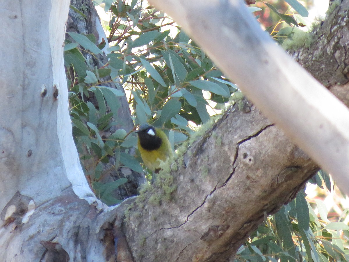 White-eared Honeyeater - ML165225161