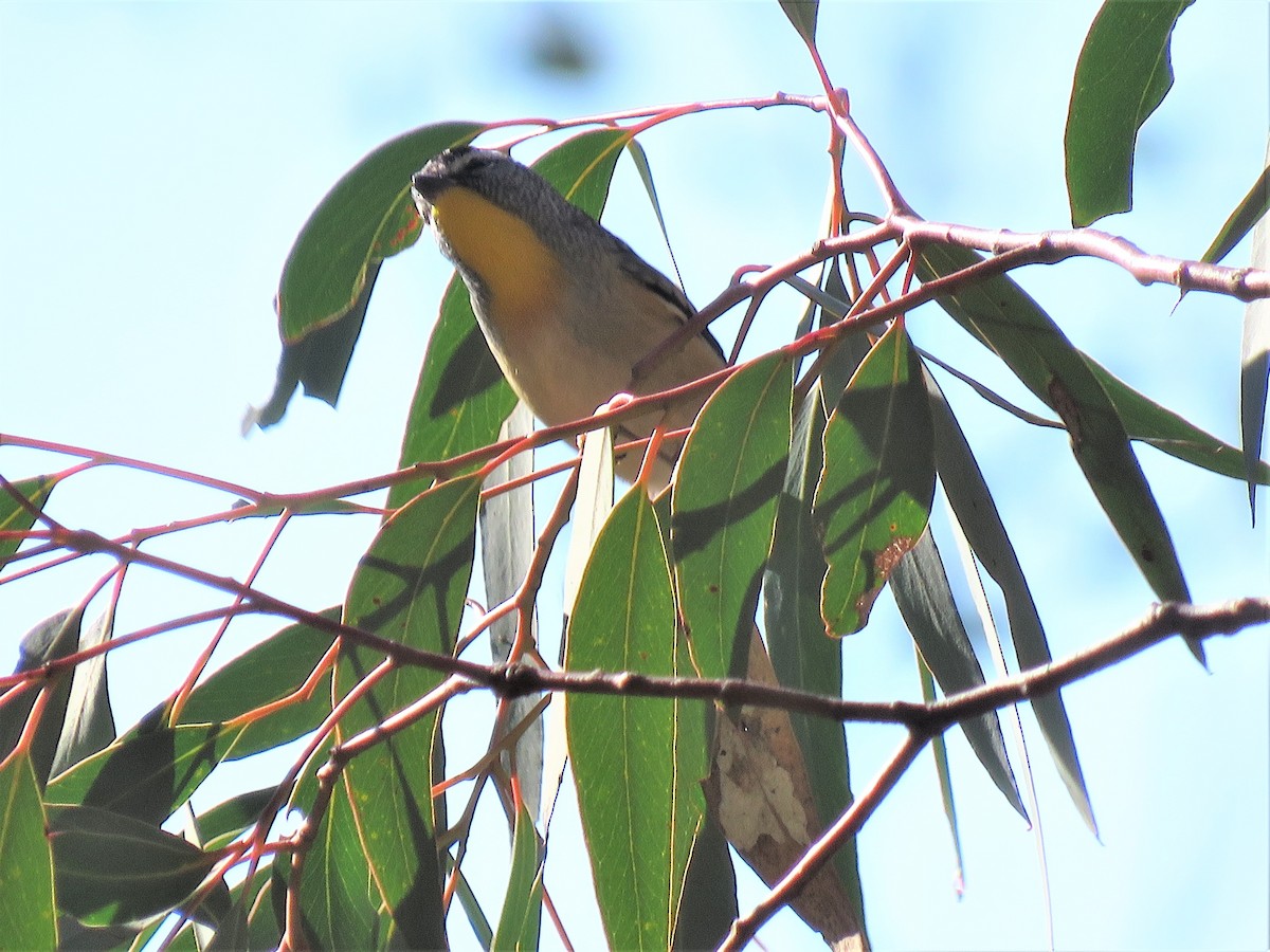 Pardalote pointillé - ML165225271