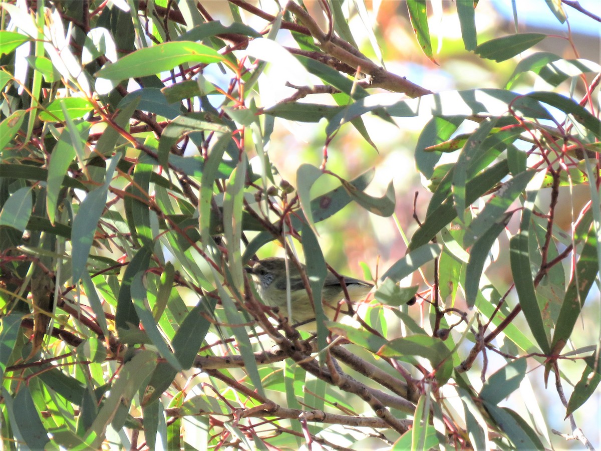 Striated Thornbill - ML165225331