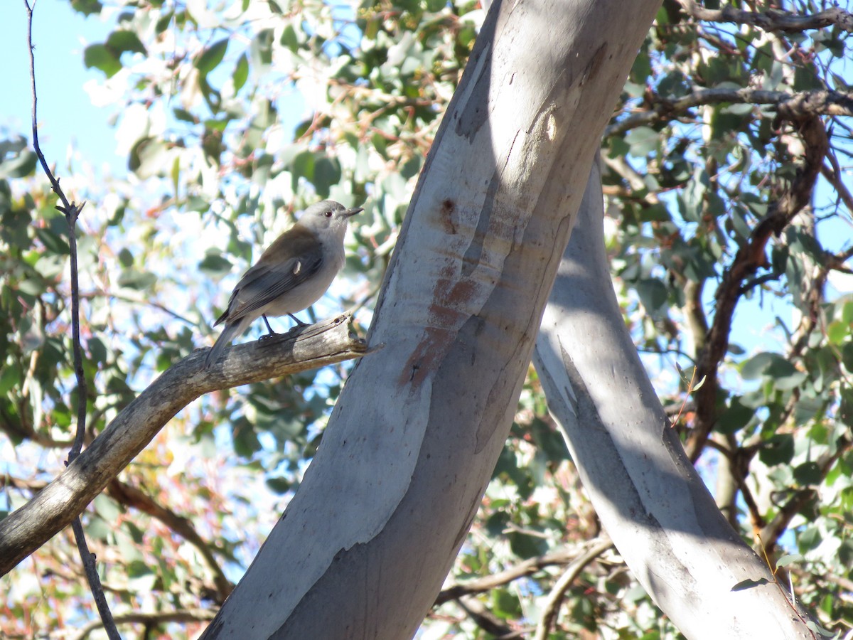 Gray Shrikethrush - ML165225371