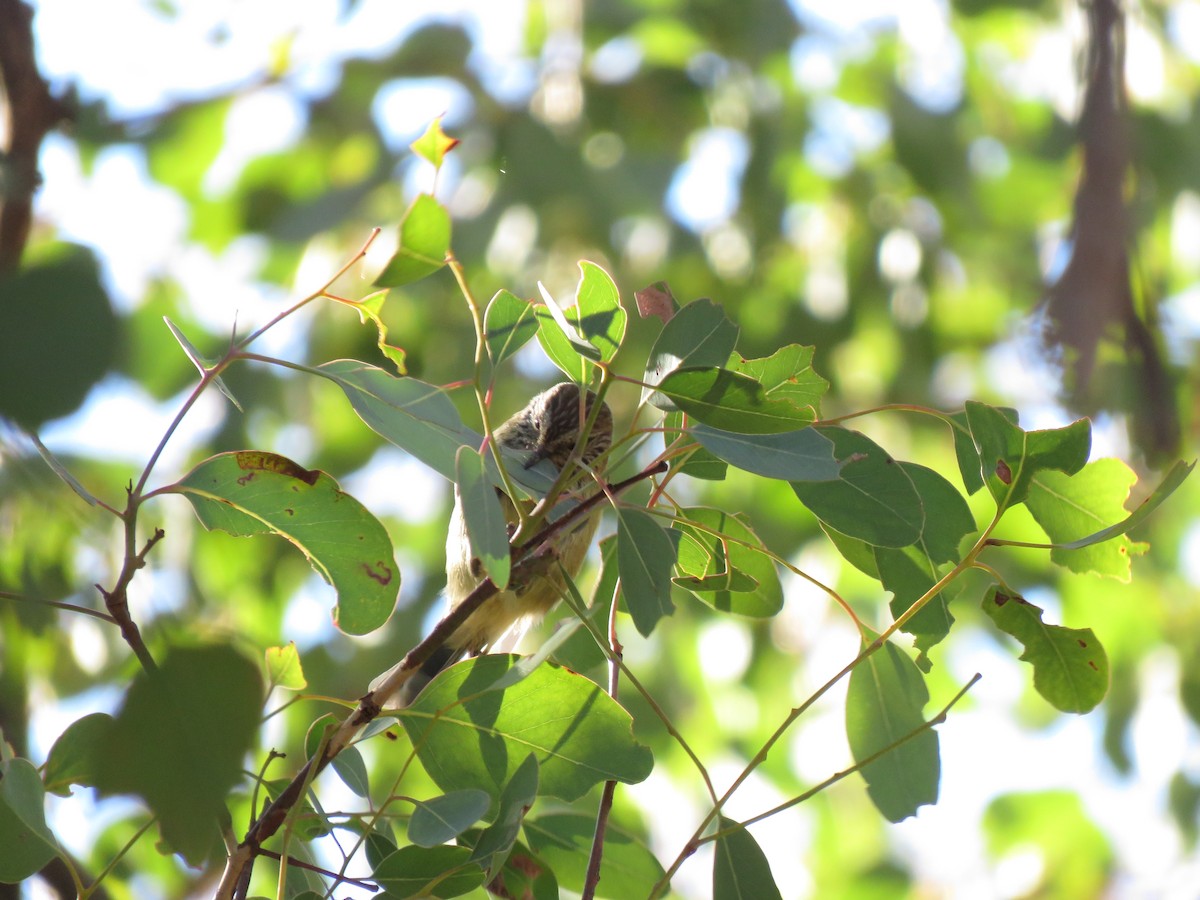 Striated Thornbill - ML165225391