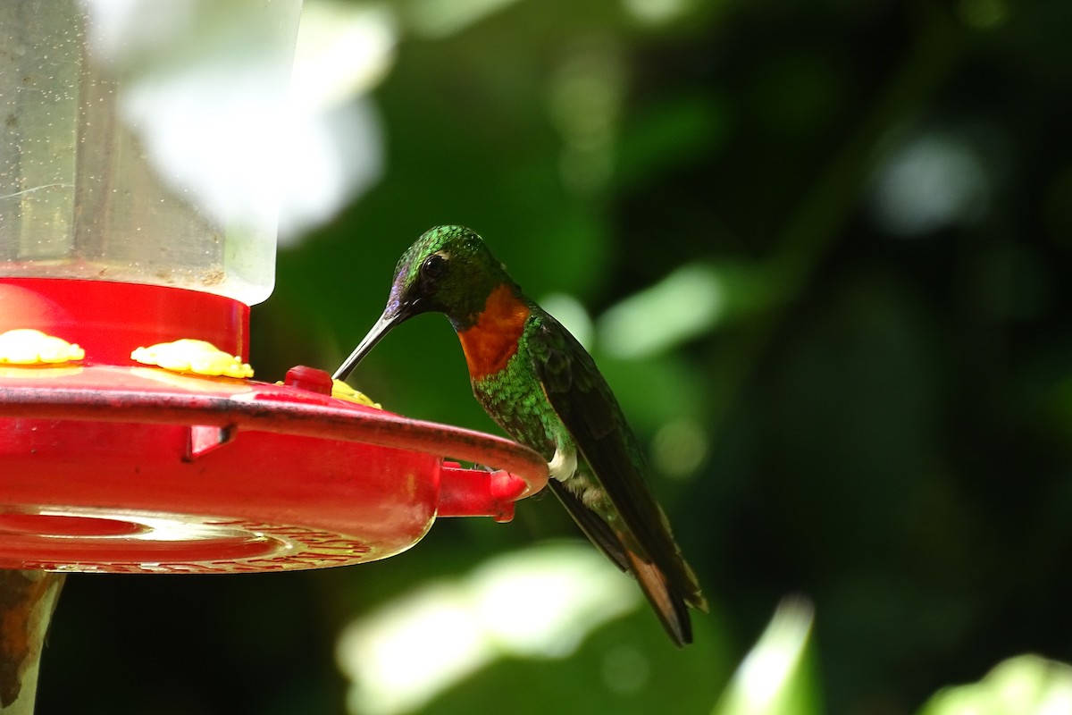 kolibřík nazlátlý - ML165225571