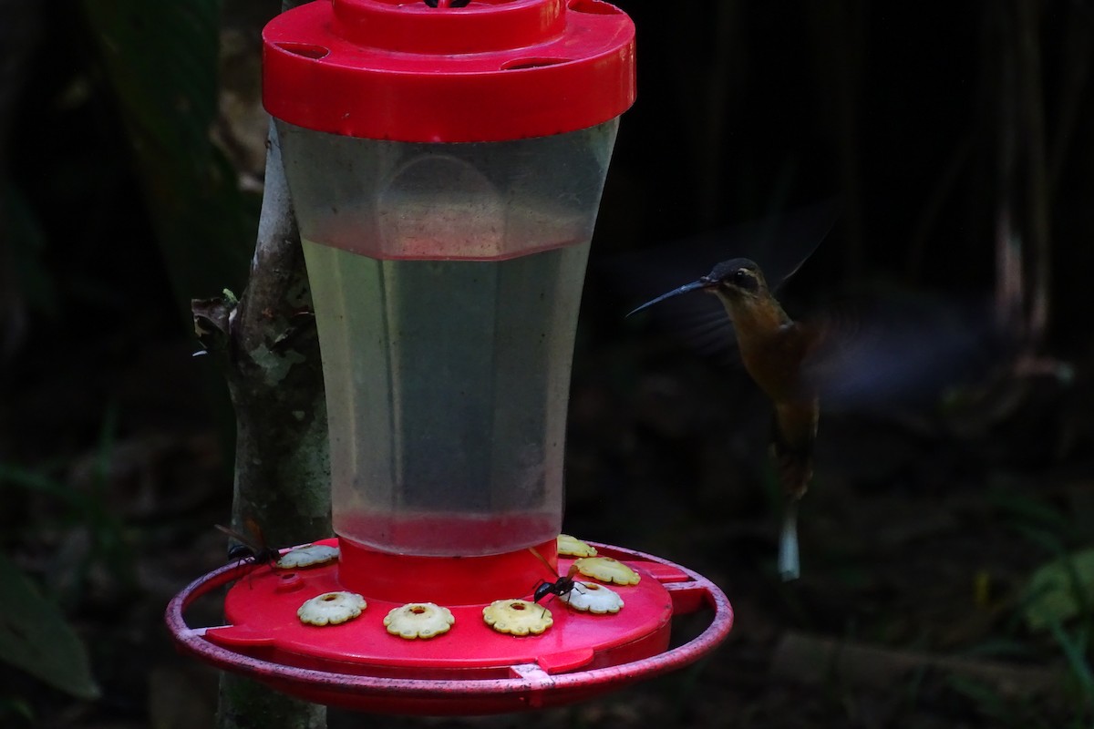 Рыжеватый колибри-отшельник - ML165225641