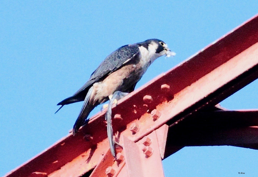 Halcón Peregrino (peregrinator) - ML165226651