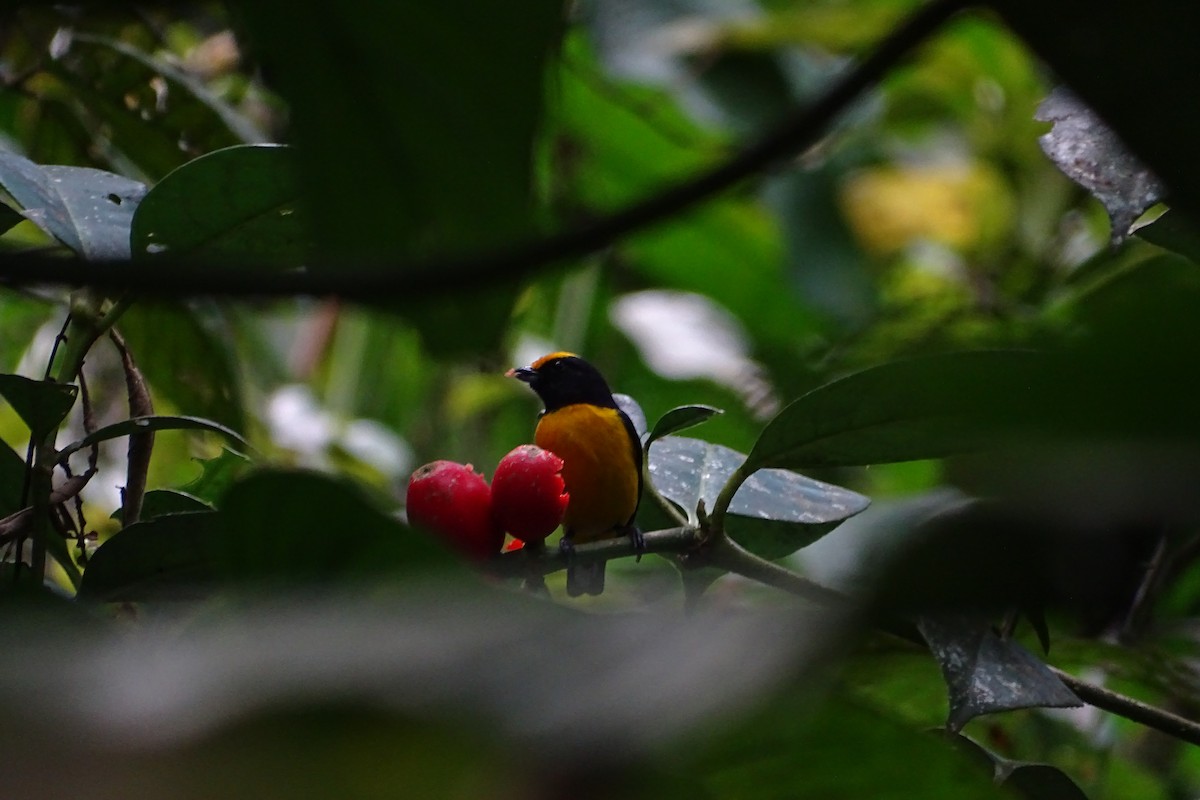 Orange-bellied Euphonia - ML165226811