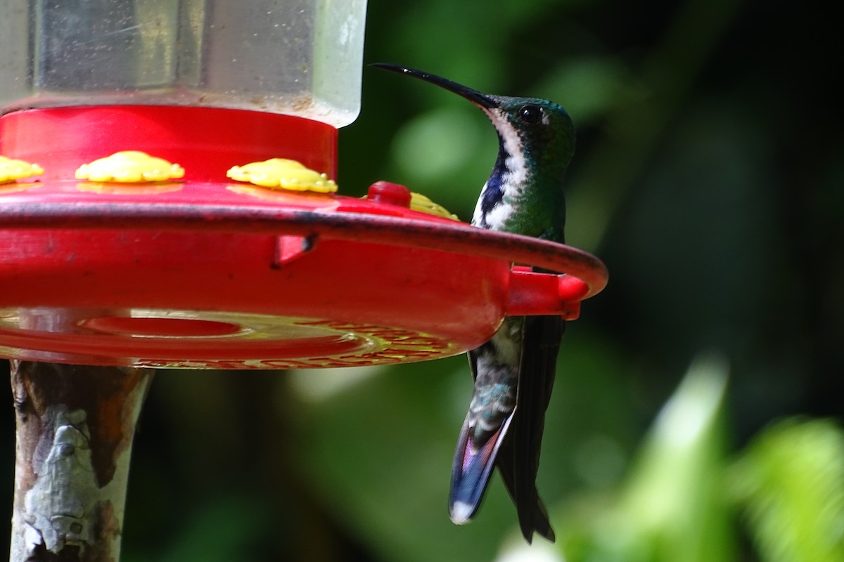 kolibřík tropický - ML165227041