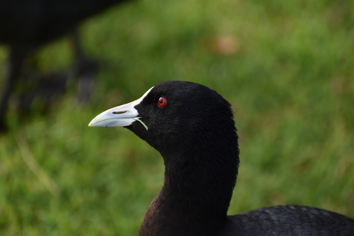 Eurasian Coot - Drew Davison