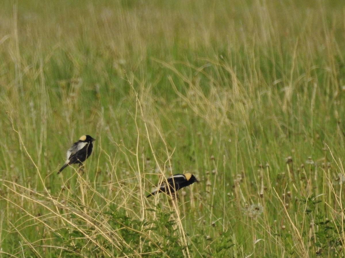 Bobolink - ML165228351