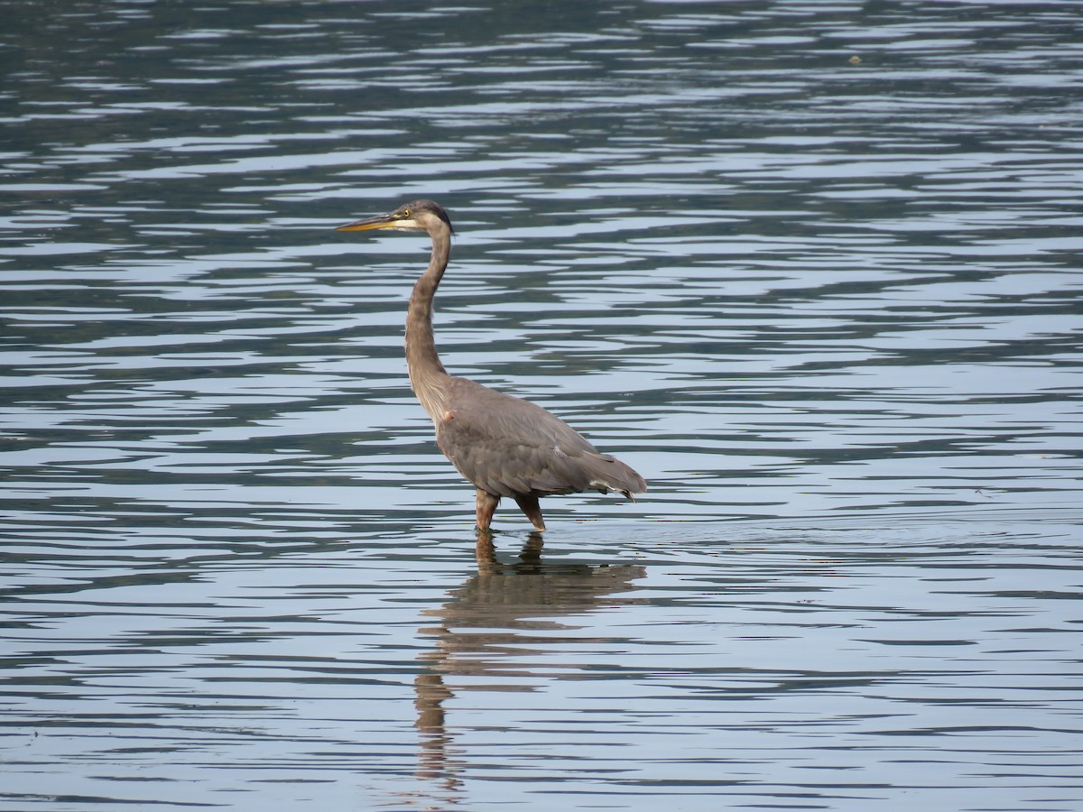 Great Blue Heron - ML165228971