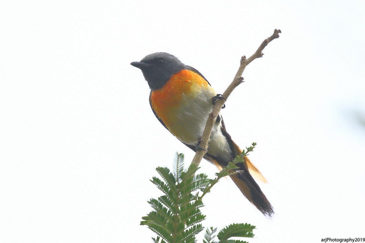 Small Minivet - ML165229231