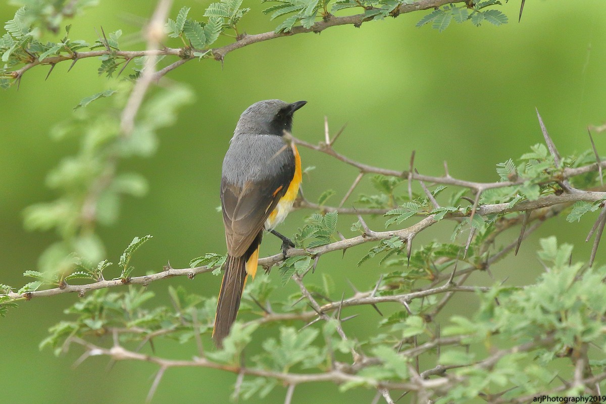 Small Minivet - ML165229241