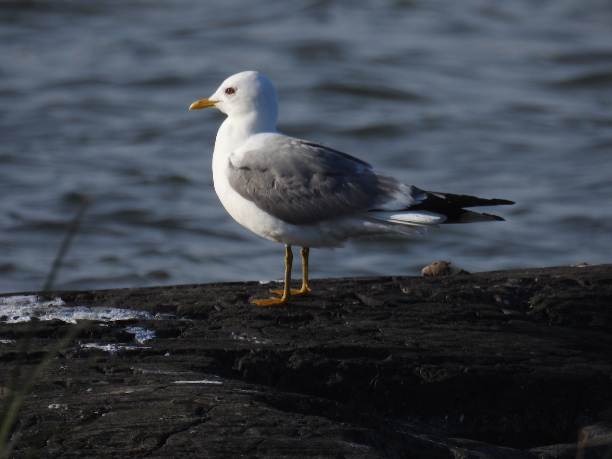 Short-billed Gull - ML165230101