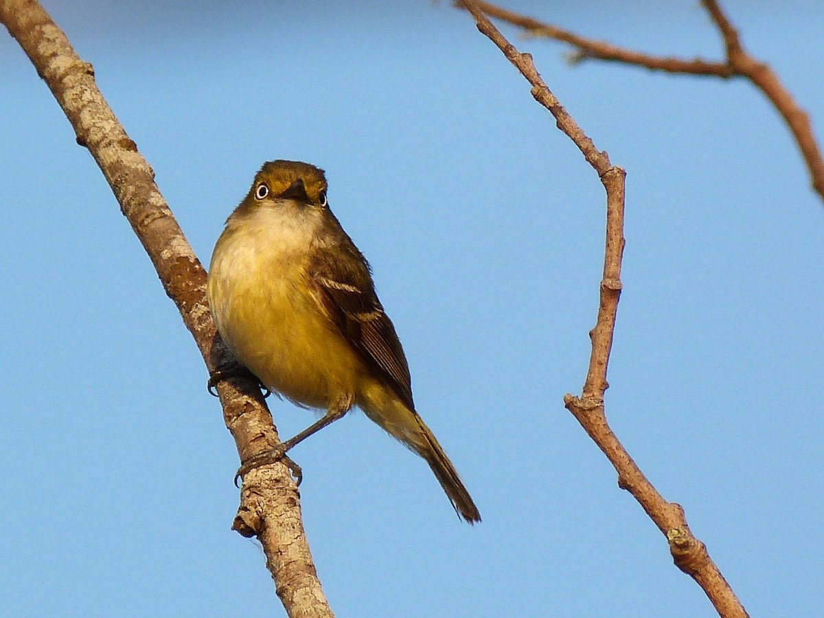 Ak Gözlü Vireo - ML165230601