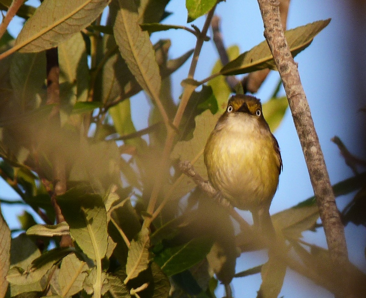 Ak Gözlü Vireo - ML165230621