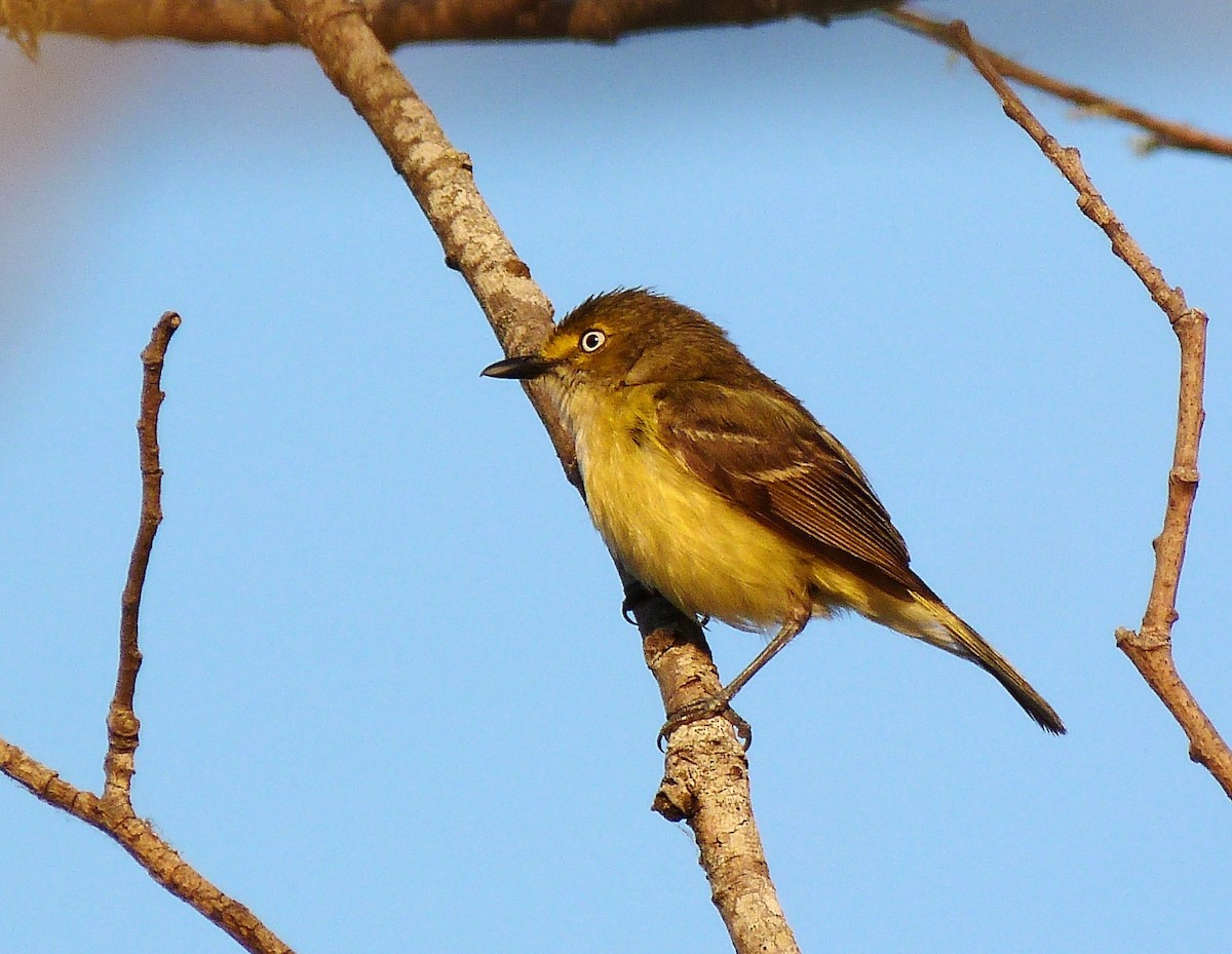 Ak Gözlü Vireo - ML165230631