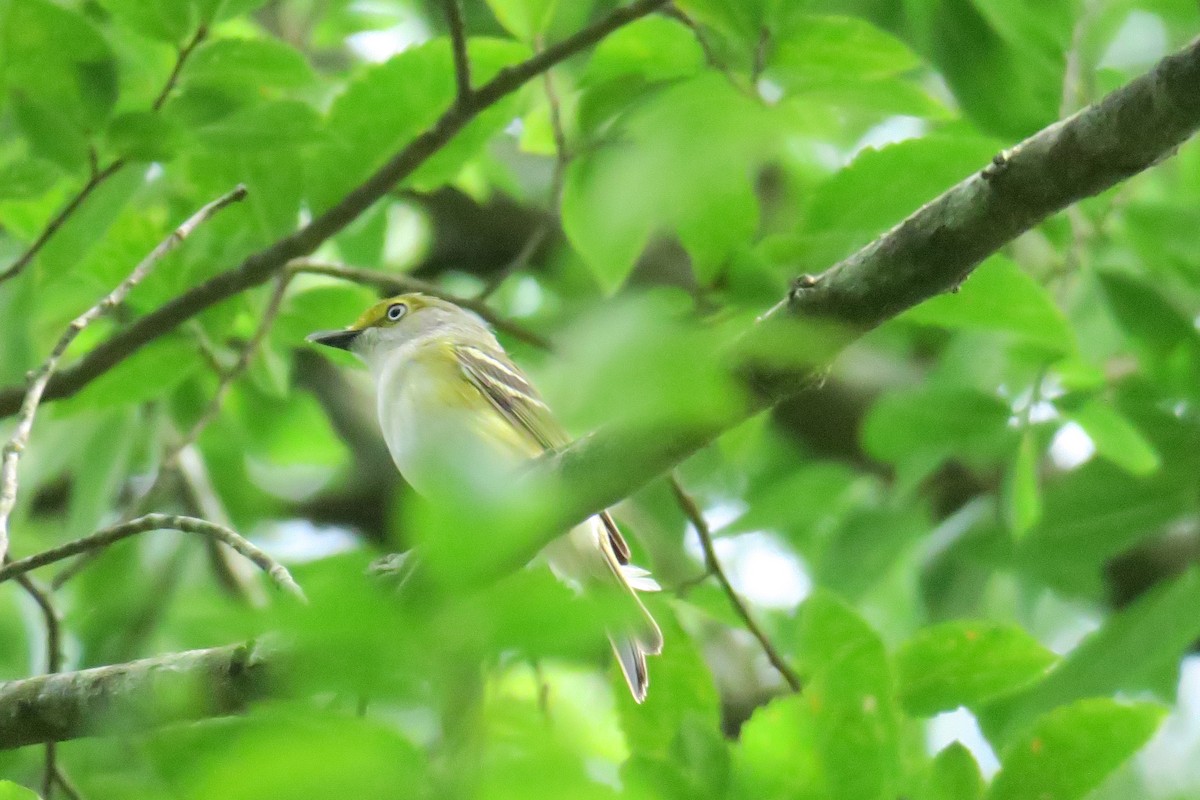 White-eyed Vireo - ML165231181