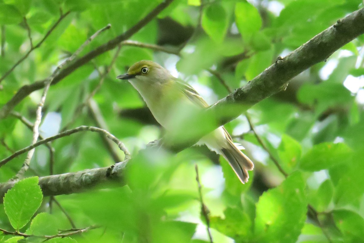 White-eyed Vireo - ML165231191