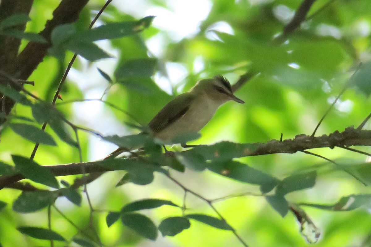 Red-eyed Vireo - ML165231201