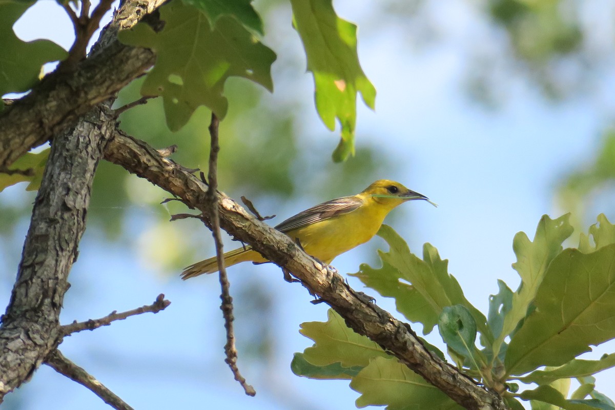 Orchard Oriole - ML165231221