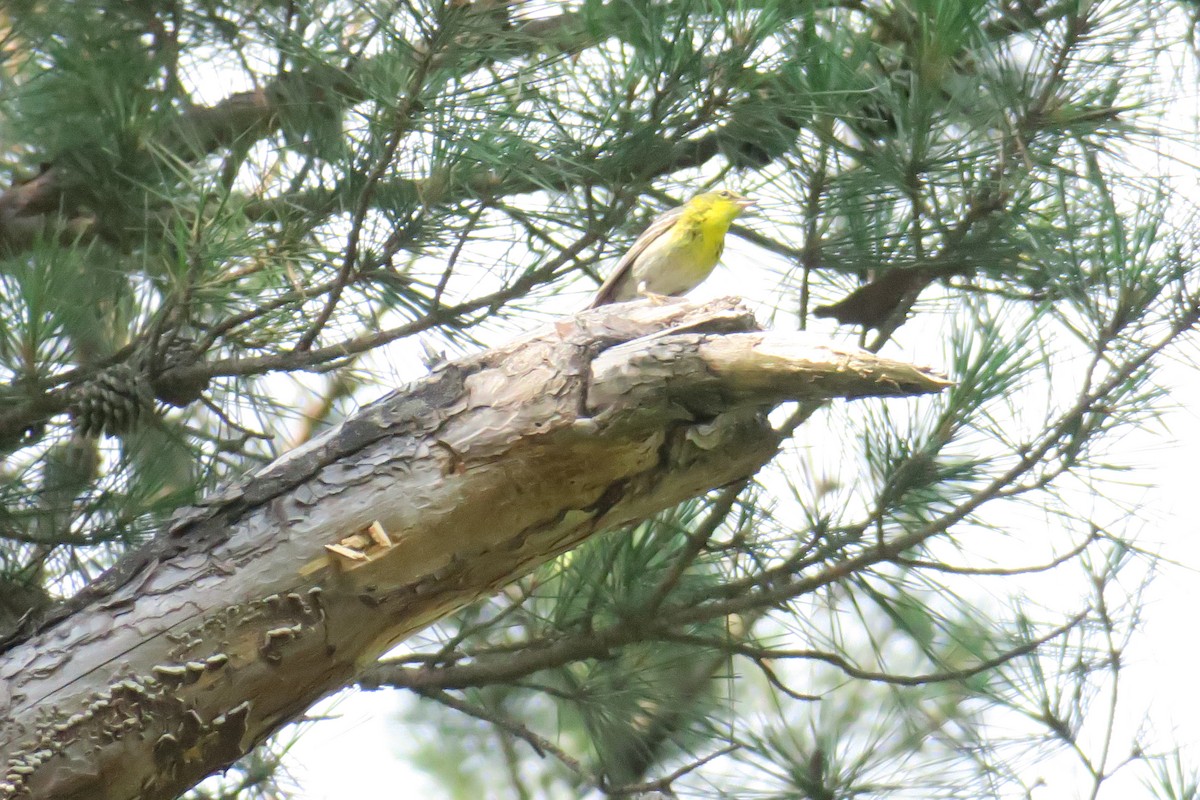 Pine Warbler - ML165231241