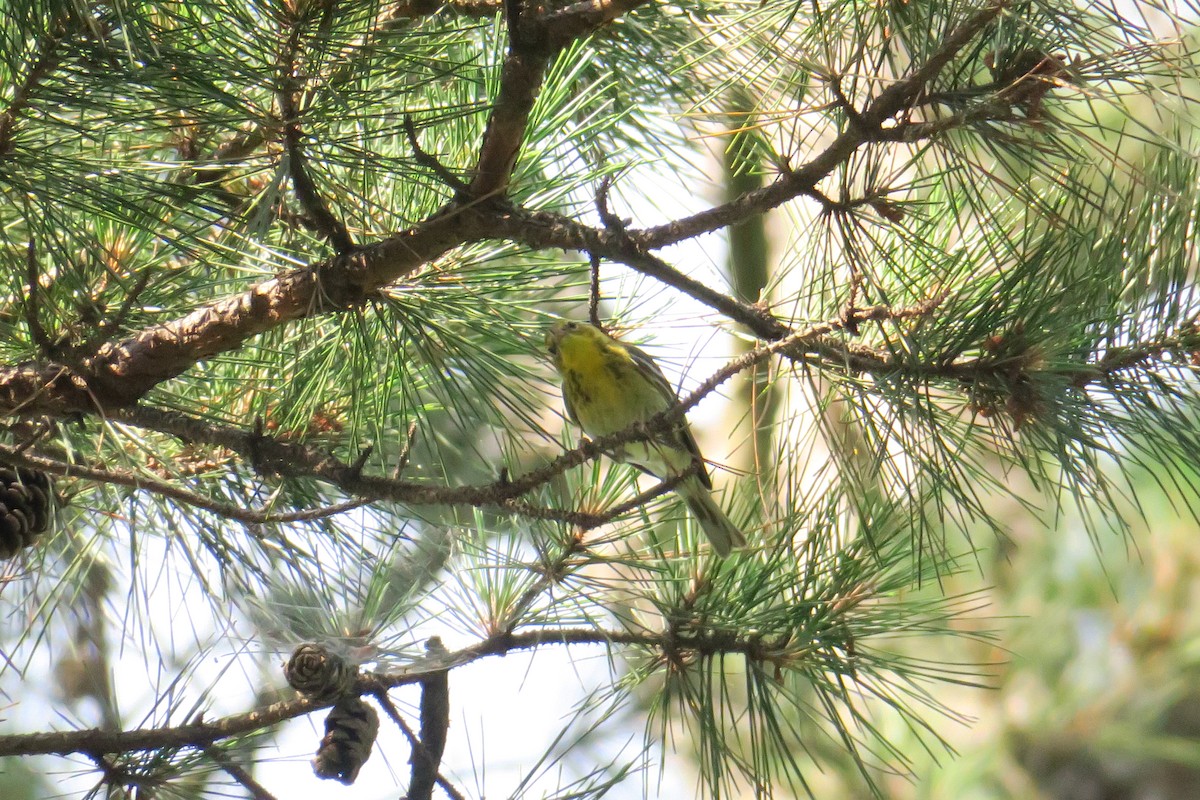 Pine Warbler - ML165231251