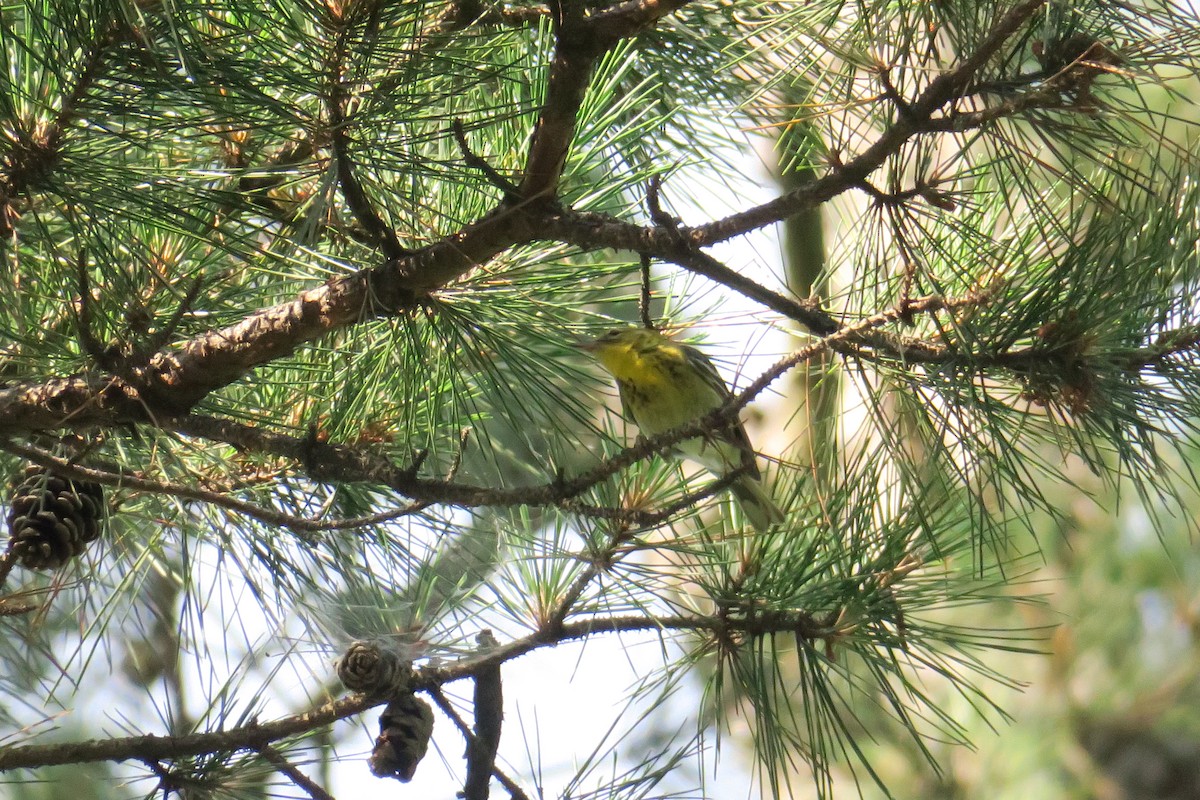 Pine Warbler - ML165231261