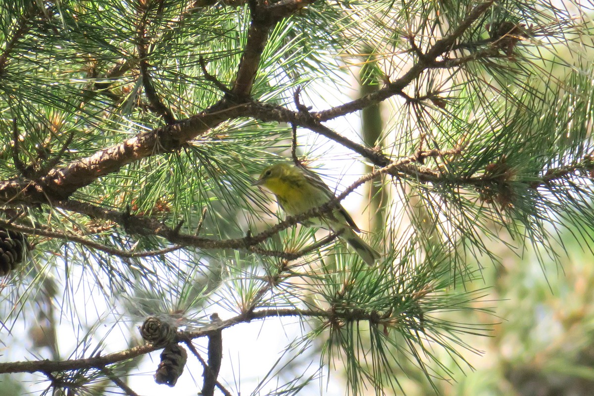Pine Warbler - ML165231271